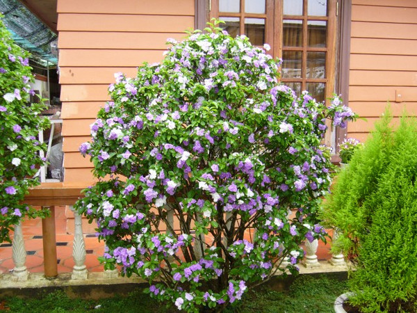 cây nhài nhật giống