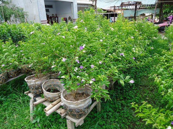 cây nhài nhật giống