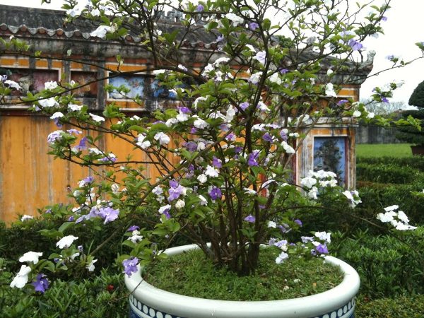 Cây nhài Nhật giống