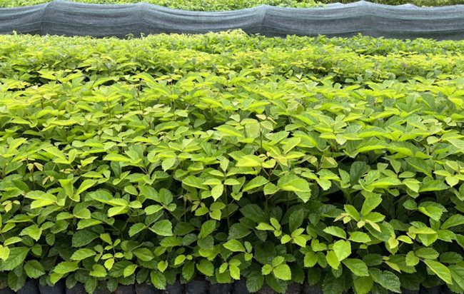 cây phong linh tím