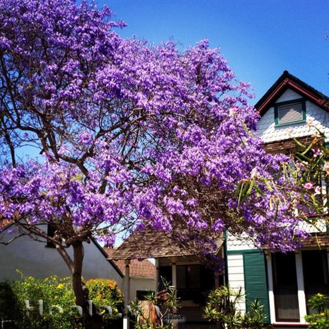 cây phong linh tím