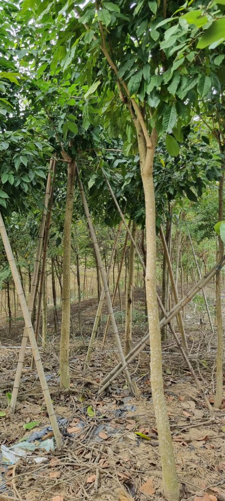  cây phong linh tím