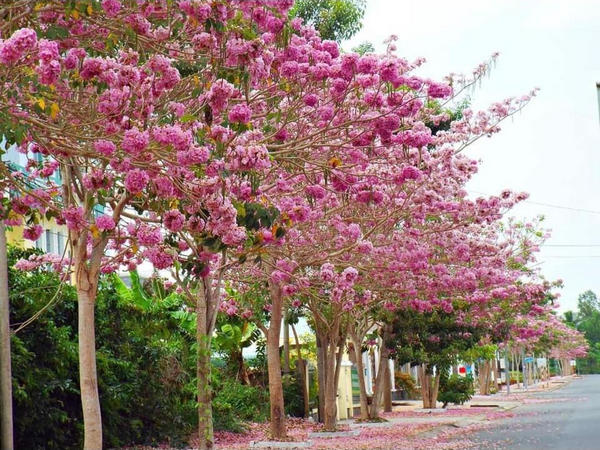 cây phong linh tím