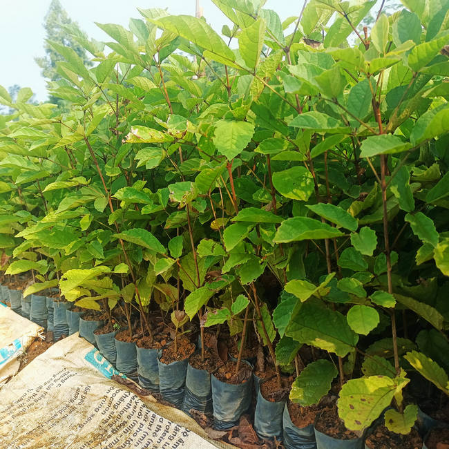  cây phong linh tím