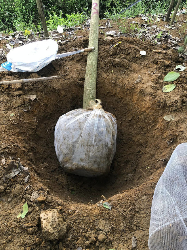  cây phong linh tím