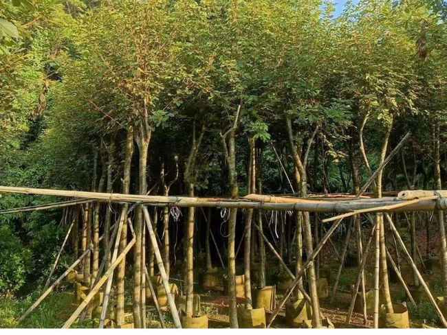 cây phong linh tím