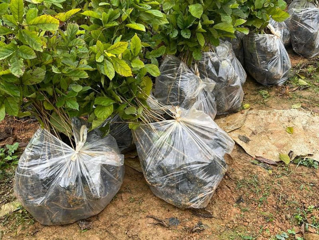 cây phong linh tím 