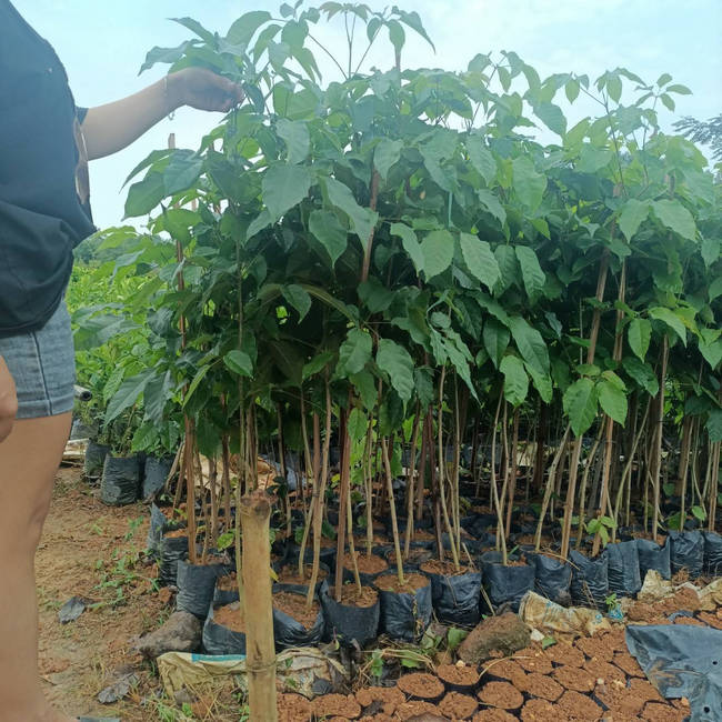 cây phong linh tím