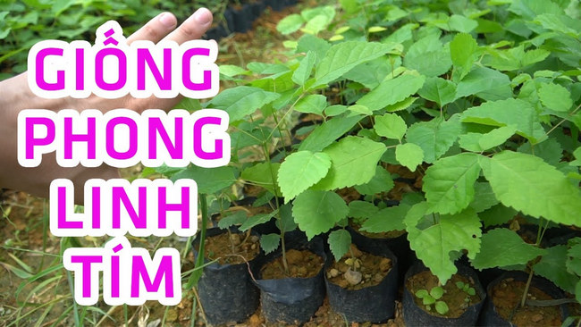  cây phong linh tím