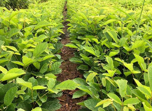 cây phong linh tím