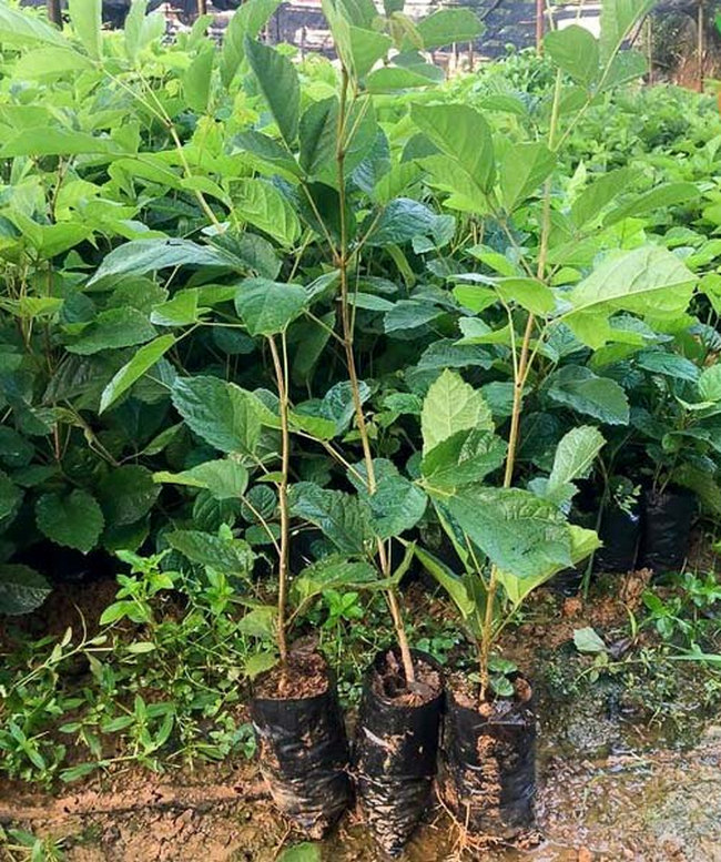 cây phong linh tím