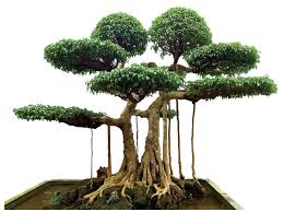 cay-sanh-dang-bonsai-1