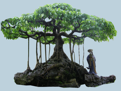 cay-sanh-dang-bonsai-2