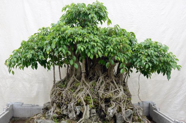 Cây sanh dáng bonsai