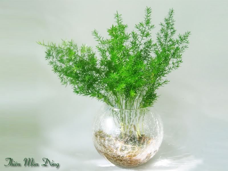 cay-thien-mon-dong-1