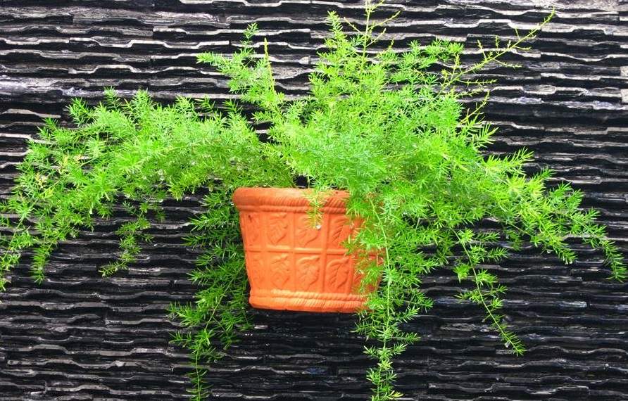 cay-thien-mon-dong-2