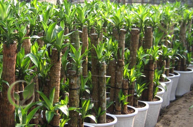 cay-thiet-moc-lan-dep-nhu-y