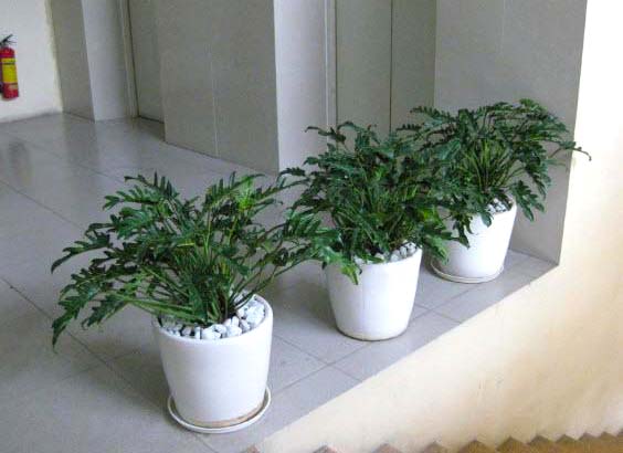 cay-trau-ba-la-xe-02