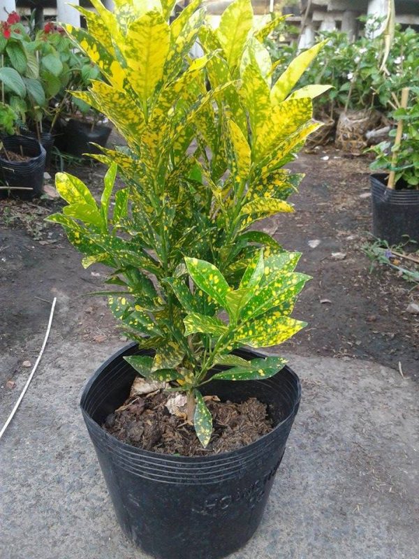 Cây vàng anh lá đốm