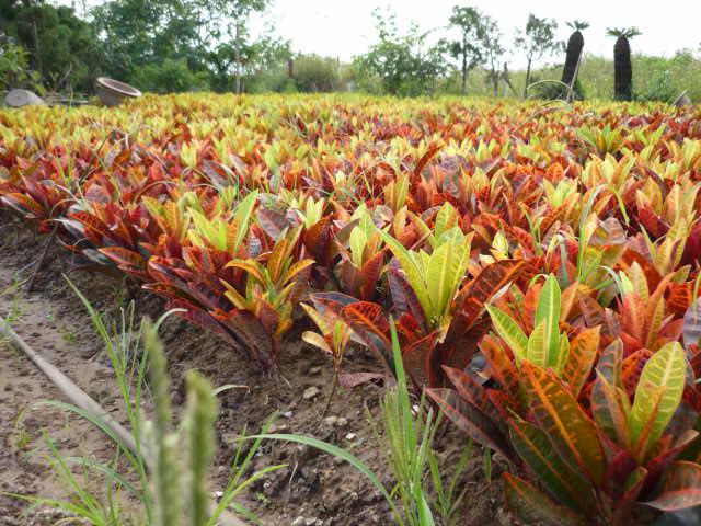 cay-vang-anh-la-mit-1