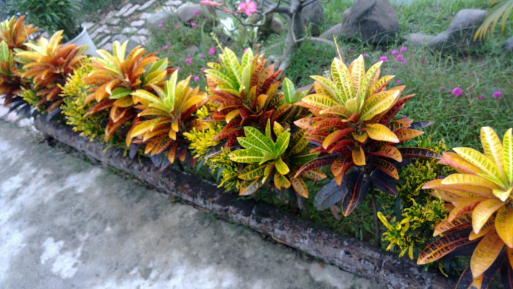 cay-vang-anh-la-mit-2