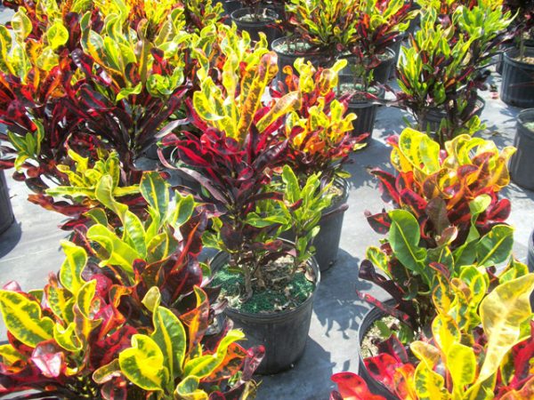 Cây vàng anh lá mít