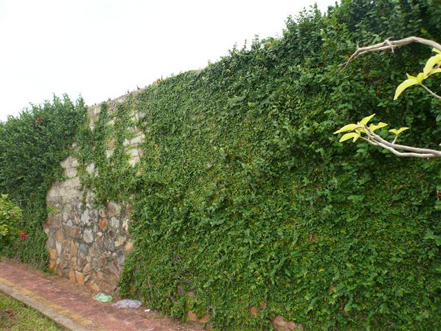 cay-vay-oc-leo-tuong-xanh-tuoi-mat-2