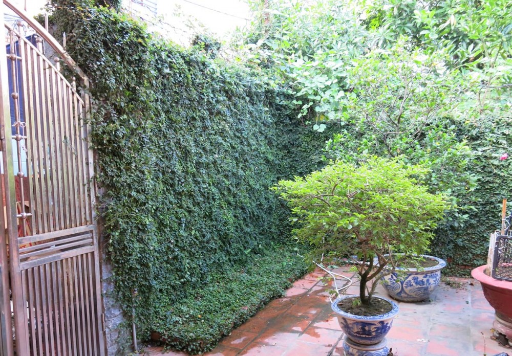 cay-vay-oc-leo-tuong-xanh-tuoi-mat-3