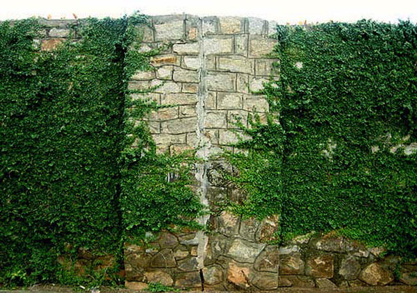 cay-vay-oc-leo-tuong-xanh-tuoi-mat