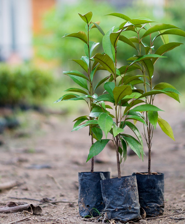 cây vú sữa giống