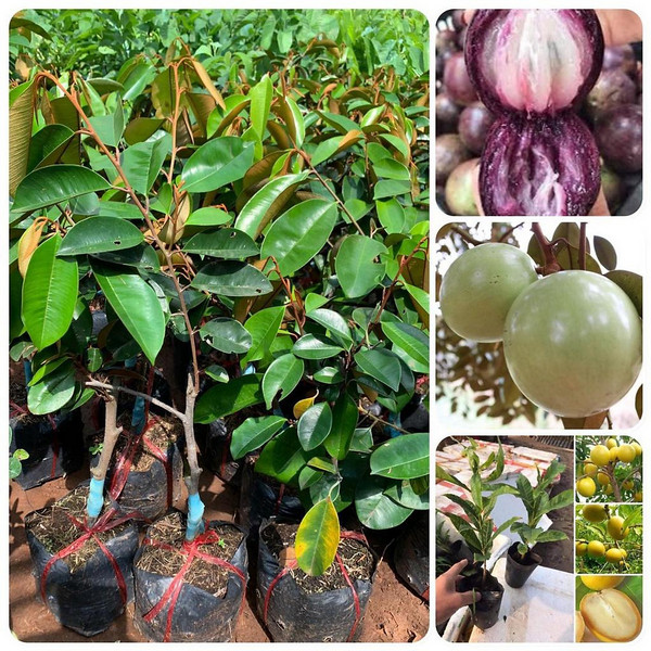 cây vú sữa giống