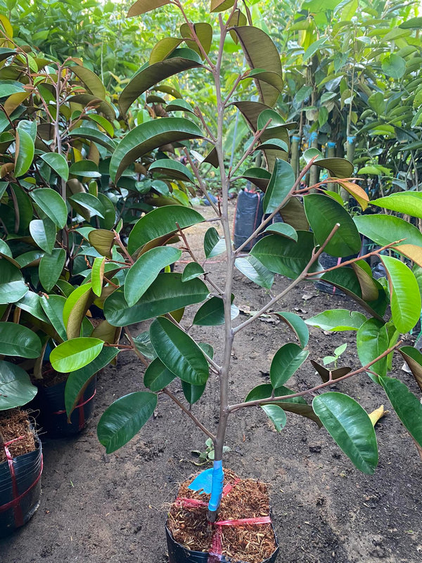 cây vú sữa giống