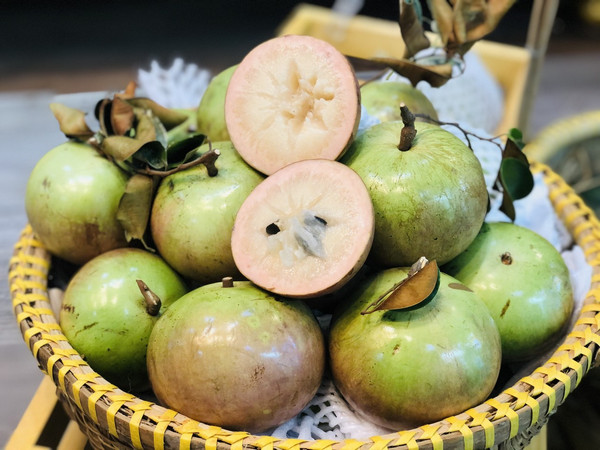 cây vú sữa giống