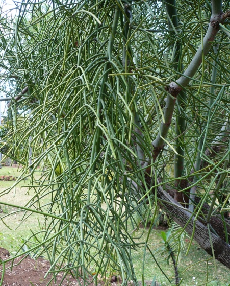 cay-xuong-ca-ban-o-dau-1