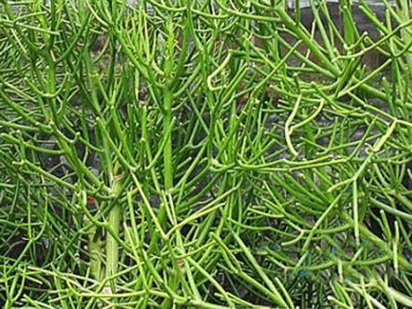 cay-xuong-ca-ban-o-dau-2