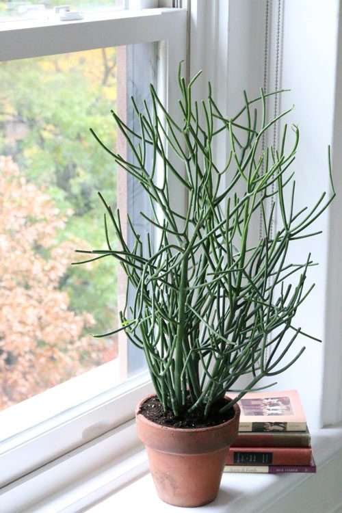 cay-xuong-ca-ban-o-dau