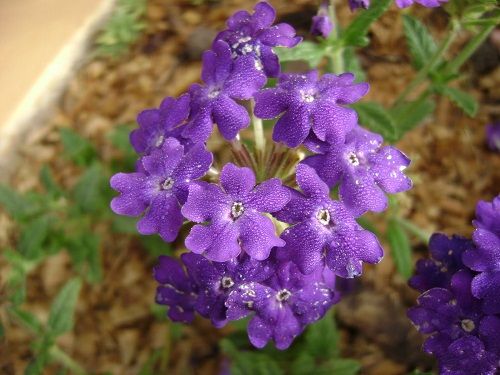 chau-cay-hoa-cuc-indo-trang-tri-cua-so-2