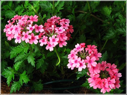 chau-cay-hoa-cuc-indo-trang-tri-cua-so