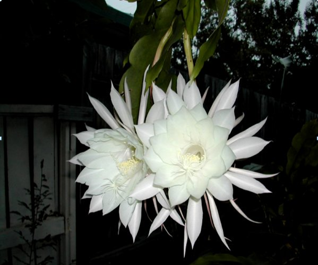 chau-cay-hoa-quynh-1