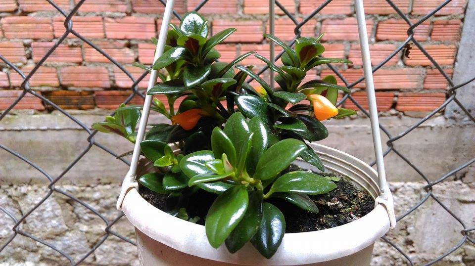 cung cap cay ca vang the gioi cay va hoa 2