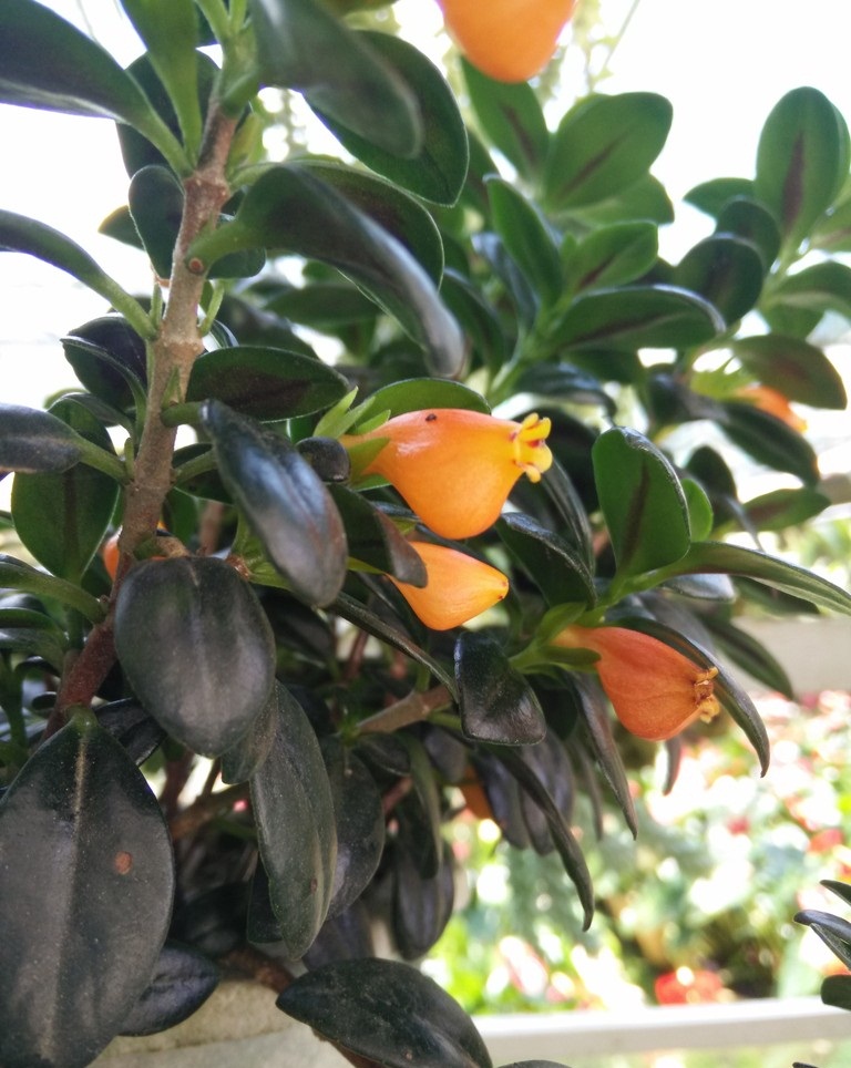 cung cap cay ca vang the gioi cay va hoa 3