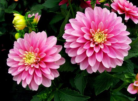 dieu kien can de trong cay hoa thuoc duoc3