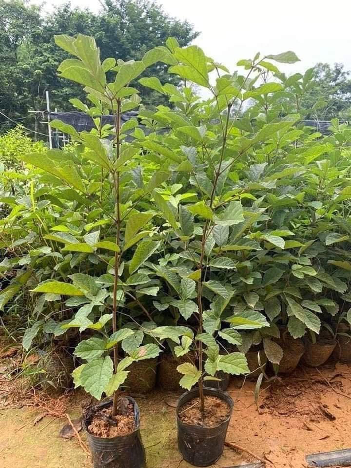 Cây phong linh giống