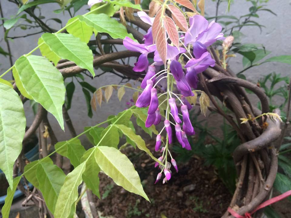 giong-cay-hoa-tu-dang