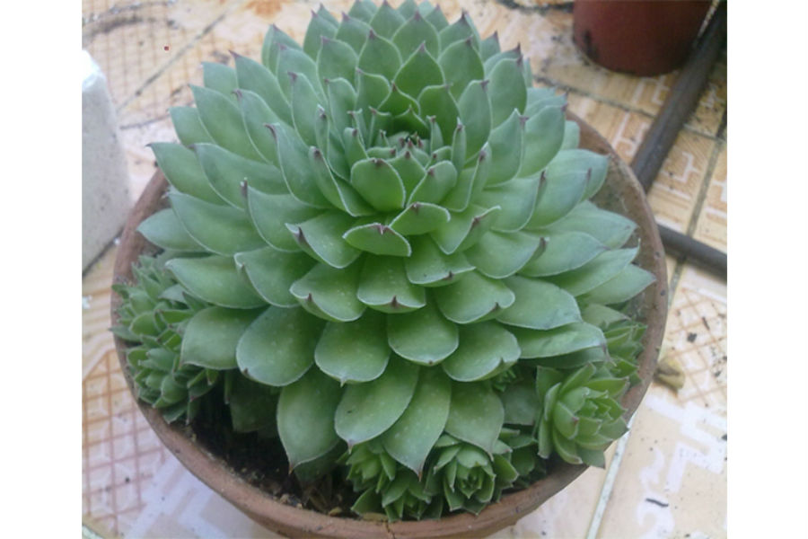 hat-giong-cay-sen-da