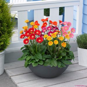 hat-giong-hoa-dong-tien-1