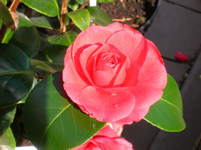 hat-giong-hoa-tra-my