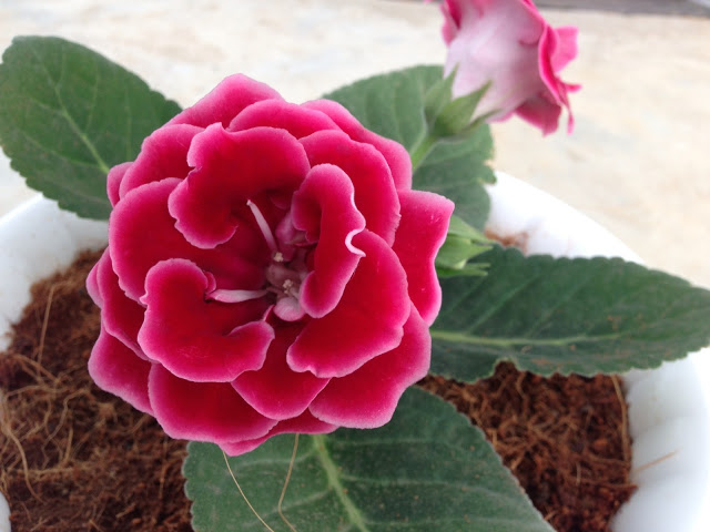 hat-giong-hoa-tu-la-lan-1