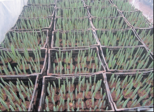 hat-giong-hoa-tulip-1