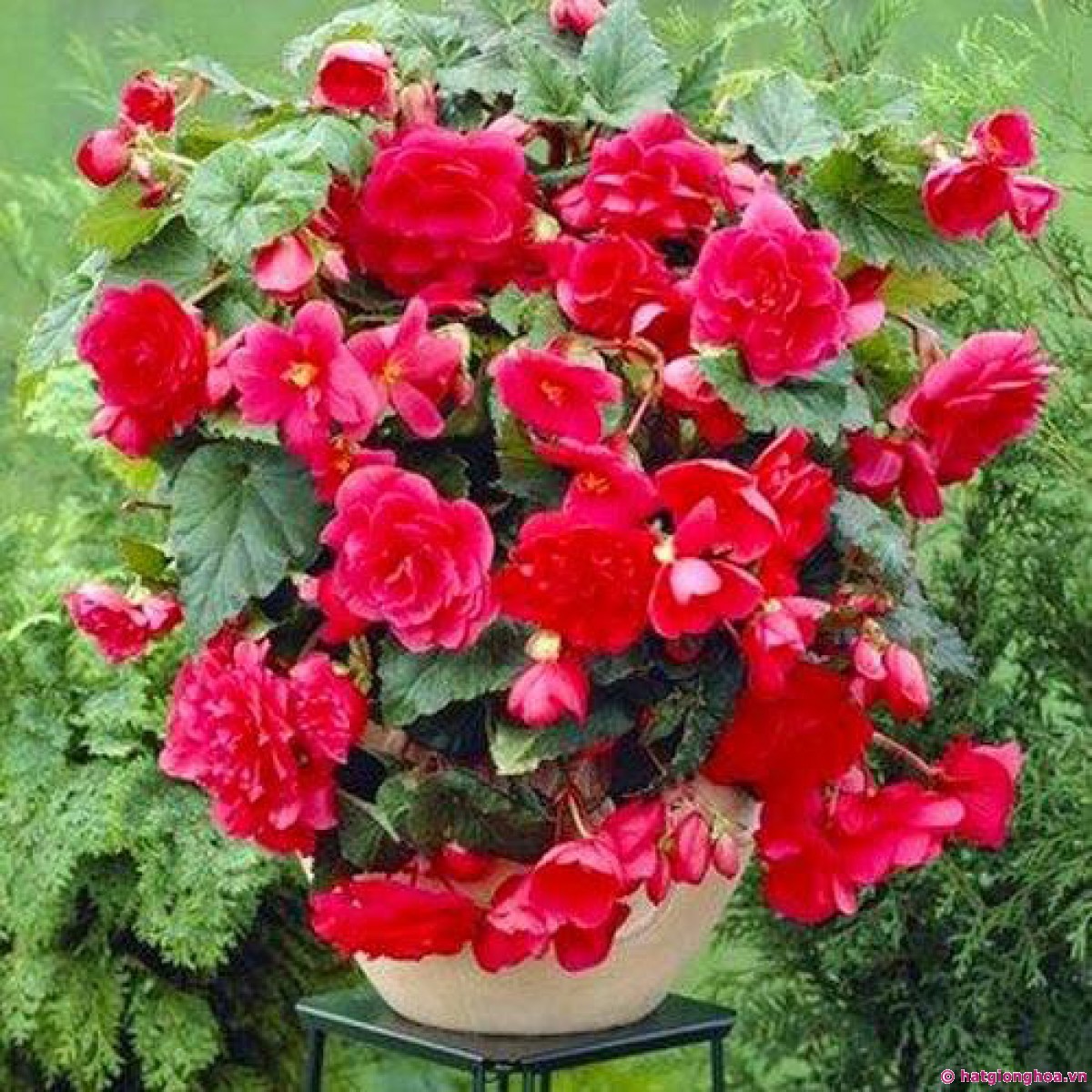 hoa-thu-hai-duong-kep-ru-begonia-fortune-mix